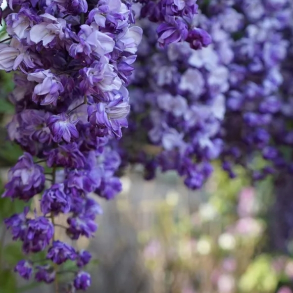 Meet your Posher, Jessica - Picture 1 of 1